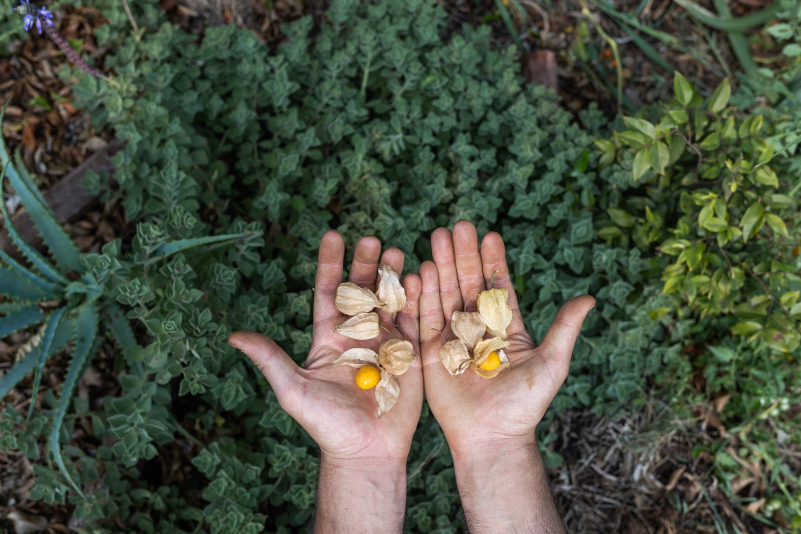 Sementes e elementos naturais nas mãos